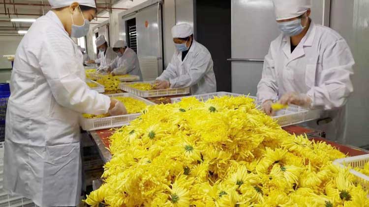 正旭空氣能熱泵烘干機(jī)菊花茶烘干機(jī)金絲皇菊茶熱泵烘干機(jī)項目案例實拍圖片